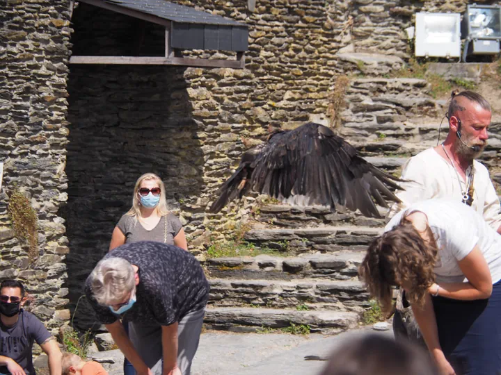 Birds of prey show at Chateau de La Roche-en-Ardenne (Belgium)